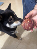 HELLOJOY狗狗零食磨牙棒中小型犬宠物咬胶蛋黄夹心牛皮 鸭肉乐芙球100g 实拍图