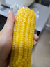 华田禾邦【大棒6根】东北黄糯玉米2.4~3斤 新鲜甜黏玉米粒 早餐苞米 烧烤 实拍图