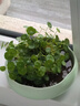 九千谷水仙陶瓷花盆 碗莲铜钱草花盆睡莲无孔水培水仙花盆 大号青瓷4091 实拍图