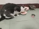 好主人猫条猫咪零食 喵舔酱火腿肠猫罐头白肉汤罐成猫幼猫通用营养开胃 猫咪零食大礼包870g 实拍图