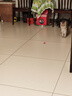 欢宠网猫玩具猫咪羽毛弹弹力球逗猫棒自嗨神器解闷磨牙猫猫幼猫小猫宠物 实拍图