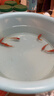 金鱼草金鱼观赏鱼冷水好养耐活小鱼苗锦鲤 5-7cm 红草金买1条送1条（加备损） 实拍图