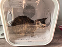 霍曼宠物智能烘干箱 猫咪烘干机狗狗全自动吹干箱底部出风循环换气 实拍图
