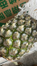 正宗海南金钻凤梨新鲜水果当季树上熟芒果凤梨【催熟食用】 净重7.5斤中果（5-6个）单果1.3-1.7斤 实拍图