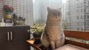 BOTH猫粮N3猫粮鸭肉鱼肉海藻配方布偶蓝成猫幼猫用C64全价全期猫主粮 【挑嘴型】C64全价全猫粮 6.8kg 实拍图