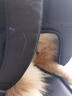乐优派猫包外出便携太空舱猫背包双肩包宠物包大号透气猫咪用品新风款 实拍图