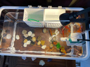 阔庭（KUOTING）阔庭鱼缸懒人鱼缸家用客厅办公室水培吊篮金鱼缸过滤鱼缸白色款 实拍图