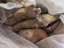 正宗板栗红薯鸡蛋新鲜黄心红薯粉糯香甜直播间热销早餐必备 新鲜板栗红薯 中果（3两-8两） 5斤【划算】 实拍图