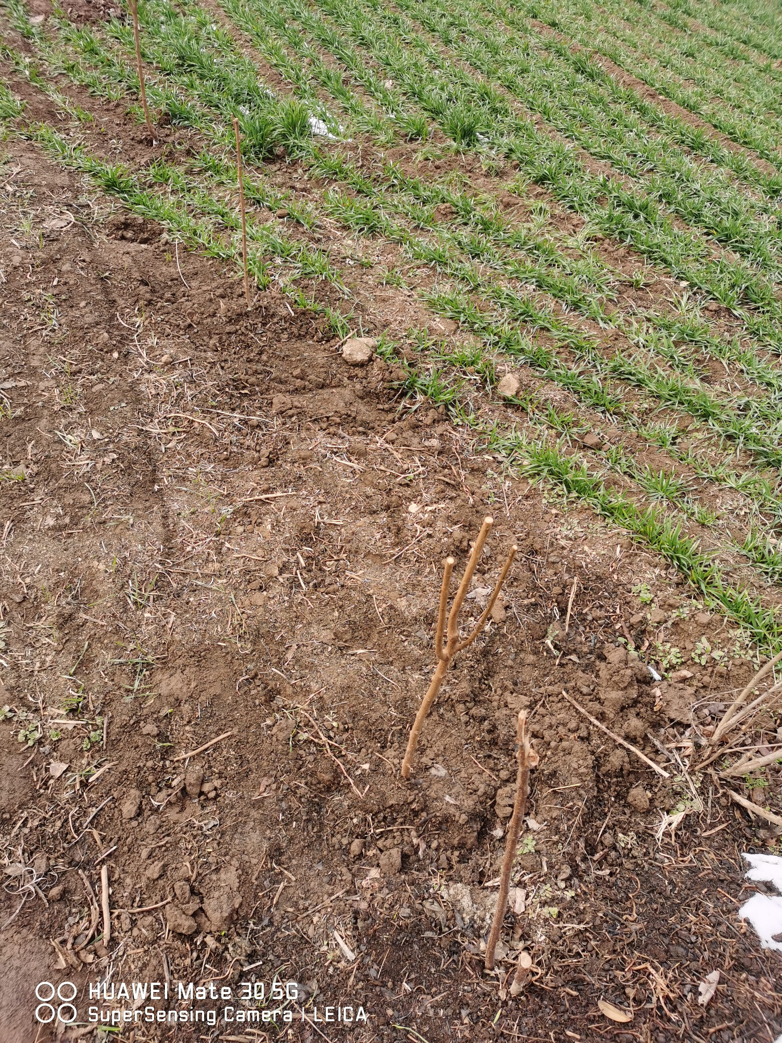 种菜果树植物通用复合肥肥料有机肥绿植花卉浓缩营养液营养土椰砖 复合肥1袋 实拍图