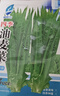 【京东物流】蔬菜种子四季播盆栽阳台庭院香菜生菜菠菜简单秋易种 油麦菜种子1包约1000粒 实拍图