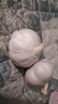 紫白皮蒜水果大蒜超市即食生鲜蔬菜大蒜 特价带箱 1斤 单果3.5-5cm 实拍图