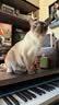 福摩（Fromm）无谷物鸭兔蔬菜配方猫粮 4磅（1.81kg）清热去火 促进发腮  实拍图