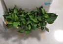 【绿萝盆栽】吸甲醛净化空气水培绿植物懒人花卉好养搬家礼物全 【热销5盆】绿萝+白色南瓜盆自吸水 整体含盆高度20-25cm 实拍图