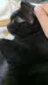 LEGENDSANDY蓝氏猫粮猎鸟乳鸽全价猫粮冻干生骨肉成猫幼猫通用型1斤装试吃 猎原乌鸡1斤装【均衡营养】 实拍图
