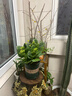 沭之美 长寿花绿植观花室内盆栽 长寿花粉色+0.5塑料加仑盆 源头直发 实拍图