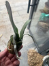 御春阁蝴蝶兰花苗盆栽室内观花植物桌面阳台年宵花卉四季开花绿植花卉 紫红蝴蝶兰+透明原盆+原土 实拍图