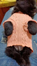 阿莫尔小狗狗衣服秋冬款泰迪比熊博美小型犬幼犬猫咪衣服宠物针织毛衣 粉色 XS 具体参考背长胸围 实拍图