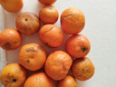 【产地直发】正宗广西金秋砂糖橘棉橘水果新鲜当地砂糖橘橘子新鲜 砂糖橘带箱9斤 实拍图