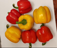 京鲜生山东双色水果五彩椒 生吃甜椒净重3斤单果150克起源头直发 实拍图