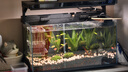 米家小米智能鱼缸 一体整机免装语音遥控半年免换水APP定时喂食水族箱 米家智能鱼缸 实拍图