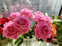 玫瑰10枝装云南鲜花直发节日鲜花礼物花束家用38女神妇女节礼物 苏醒玫瑰10枝 实拍图