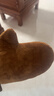 美肤语涂抹身体乳手套美黑油快速涂抹搽防晒擦身体乳工具植绒手套MF8852 实拍图