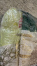 金沙河全麦面粉含麦麸皮10斤+金沙河新疆雪花小麦粉麦芯粉5斤 实拍图