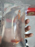 金鱼草金鱼观赏鱼冷水好养耐活小鱼苗锦鲤 5-7cm 红草金买1条送1条（加备损） 实拍图