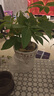 发财树盆栽大植物室内办公室桌面客厅小盆景招财树苗绿植花卉盆栽 三杆发财树 5-8cm【四方塑胶盆】 【送肥料】 实拍图