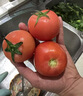 京鲜生 山东普罗旺斯西红柿 净重3斤 单果125g起 沙瓢番茄 源头直发 实拍图