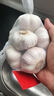 大蒜头出口品质网兜紫蒜蔬菜调料新鲜大果烧烤火锅食材 【精品网兜装】1斤装 450g 实拍图