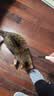【京东快递】CFA赛级木柄弹簧流苏逗猫棒自嗨解闷玩具可替换羽毛 2个 实拍图