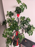 叹为观止大型植物发财树各种大颗盆栽开业乔迁客厅办公室内好养大型花卉 造型鸭脚木【1.5-1.7米】 含盆 实拍图