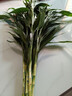 年宵花富贵竹春节水养花卉转运竹水培植物盆栽过年装饰年货绿植 10枝-65cm富贵竹 标准 实拍图