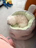 KimPets狗窝冬季保暖安全感狗床中小型犬泰迪比熊睡觉用半封闭宠物床猫窝 抹茶松绿【冬日保暖 亲肤柔软】 M码-60*50cm（建议15斤内宠物） 实拍图