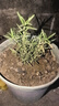 迷迭香苗盆栽可食用驱蚊植物香草薄荷苗绿植物室内煎牛排水培花卉 迷迭香原盆土一盆 盆径约12cm 含盆高约25cm 实拍图