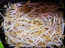 有机绿豆芽 200g 实拍图