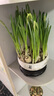 水仙花种球室内阳台水培水养水仙室外盆栽花卉冬天种耐寒植物种子 水仙花种球【5颗】+营养液 实拍图