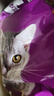 伟嘉成猫猫粮3.6kg海洋鱼味布偶英短猫咪夹心粮全价粮【原料透明】 实拍图