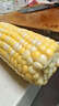 京鲜生 云南金银水果甜玉米 5斤单果280g+ 新鲜嫩苞米 源头直发 实拍图