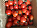 京喜加夏日阳光小番茄黄色迷恋圣女果即食水果小柿子现摘现发减肥 黄色圣女果五斤装 实拍图