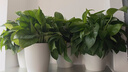 双盟绿萝盆栽除甲醛花卉绿植办公室新房净化空气 龙蛋竖纹4盆源头直发 实拍图