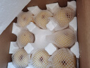 京地达梨砀山酥梨雪梨梨子香梨水果送礼净重8.8斤单果250g+源头直发 实拍图
