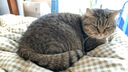 素力高进口猫粮优蛋白金素鸡肉猫粮幼猫成猫全阶段无谷健康猫粮 【基础营养丨囤货装】金素鸡12磅*2/10.88kg 实拍图