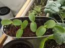九千谷种菜盆种植盆韭菜盆绿色1个装阳台种植箱带托盘33*24.5cm3705 实拍图