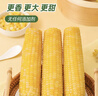 穗康水果甜玉米4.48斤火锅煲汤开袋即食低脂早餐健身代餐 实拍图