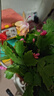 清仓处理花苞蟹爪兰花绿植盆栽室内大苗好阳台养耐活四季开花花卉 3个混色：20-30头【带花苞】+提拉米苏树脂盆 四季重复开花【耐寒】+送营养土 实拍图