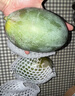 庾丰 芒果新鲜水果生鲜整箱当季大青皮芒 热带孕妇芒果 10斤装(净果9斤)单果200g+ 实拍图