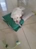 憨憨乐园宠物狗狗玩具棉绳耐咬互动训练惨叫鸡狗狗磨牙用品互动套装用品5 实拍图