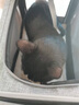 COCS猫包外出便携包手提式宠物包加大猫笼透气可折叠斜挎猫箱车载猫包 加大号深灰手提包（20斤内猫咪） 猫包 实拍图